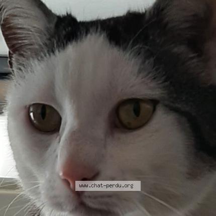 Foto 2/2 Fripouille Chat perdido en Nivillac