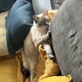 Foto del gato perdido en Cournon D Auvergne