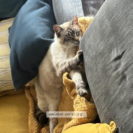 Foto 1/1 Tatooine Chat perdido en Cournon d auvergne