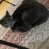 Foto del gato perdido en Begles