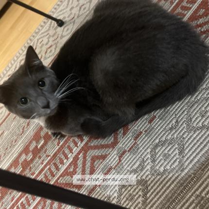 Foto 1/1 Simba Chat perdido en Begles