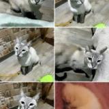 Foto del gato perdido en Cerro Navia