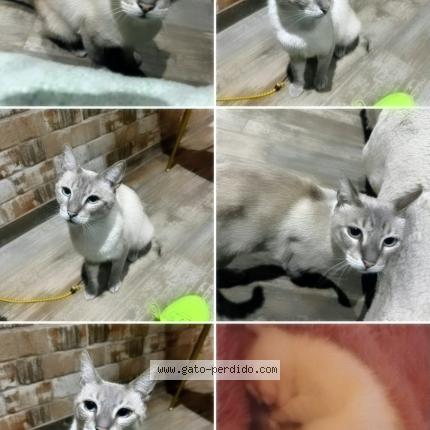 Foto 1/1 Manolo Chat perdido en Cerro navia