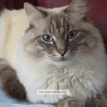 Foto 1/1 Snow Chat perdido en Queven