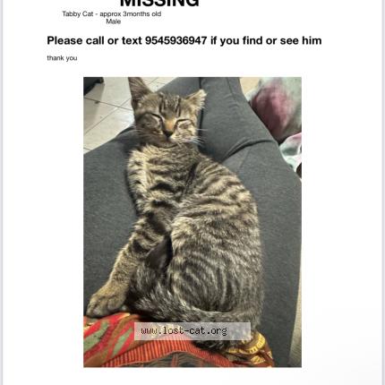 Foto 1/1 Mecca Chat perdido en Plantation