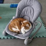 Foto del gato perdido en Givisiez