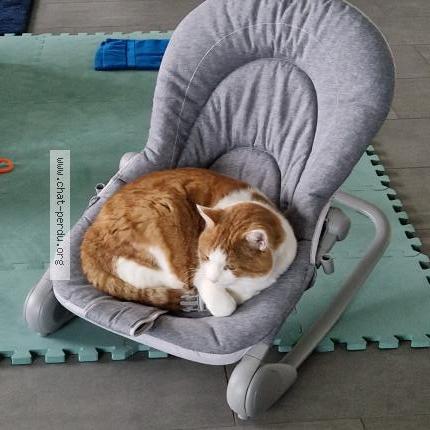 Foto 1/1 Diesel Chat perdido en Givisiez