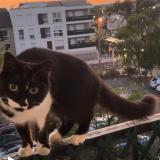 Foto del gato perdido en Livry Gargan