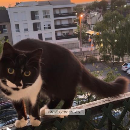 Foto 1/1 Micha Chat perdido en Livry gargan