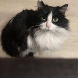 Foto del gato perdido en Gesnes Le Gandelin