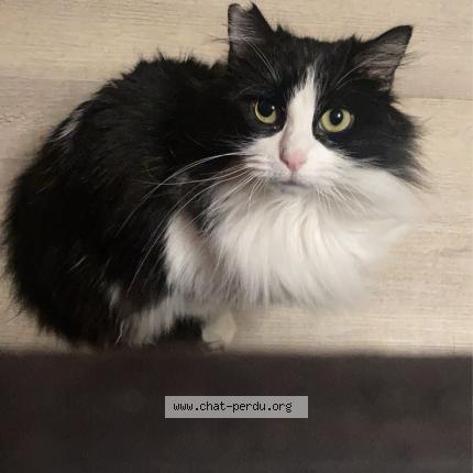 Foto 1/1 Duchesse Chat perdido en Gesnes le gandelin