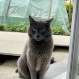 Foto del gato perdido en Messimy