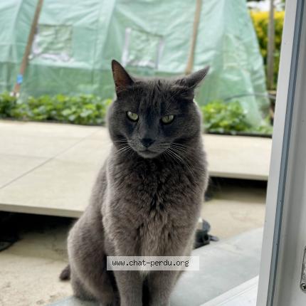 Foto 1/1 Cachou Chat perdido en Messimy