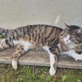 Foto del gato perdido en Saint Georges Haute Ville