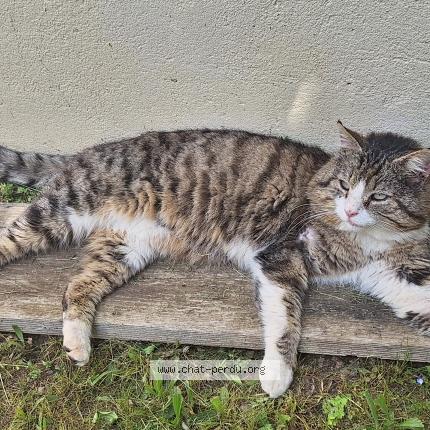 Foto 1/1 Oreo Chat perdido en Saint georges haute ville