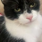 Foto del gato perdido en Orleans