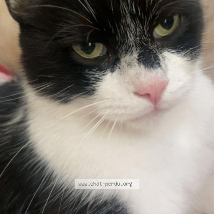 Foto 1/1 Flèche Chat perdido en Orleans