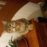 Foto del gato perdido en Plumelec