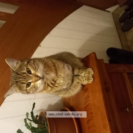 Foto 1/1 Mona Chat perdido en Plumelec
