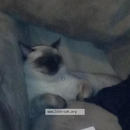 Foto 1/1 Willow Chat perdido en Tulsa