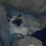 Foto del gato perdido en Tulsa