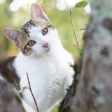 Foto del gato perdido en St Hilaire De Riez