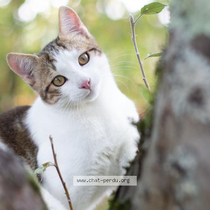 Foto 1/1 Bonbon Chat perdido en St hilaire de riez