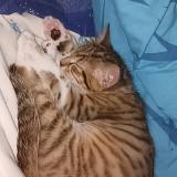 Foto del gato perdido en Bischheim