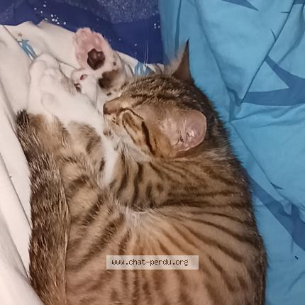 Foto 1/1 Simba Chat perdido en Bischheim