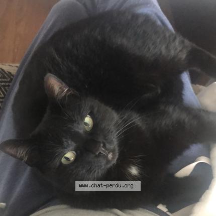 Foto 1/1 Niniche Chat perdido en Change