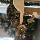 Foto del gato perdido en Roumare