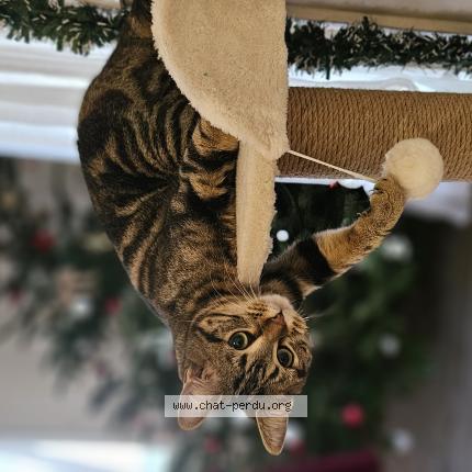 Foto 1/1 Ayla Chat perdido en Roumare