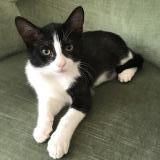 Foto del gato perdido en Rochecorbon