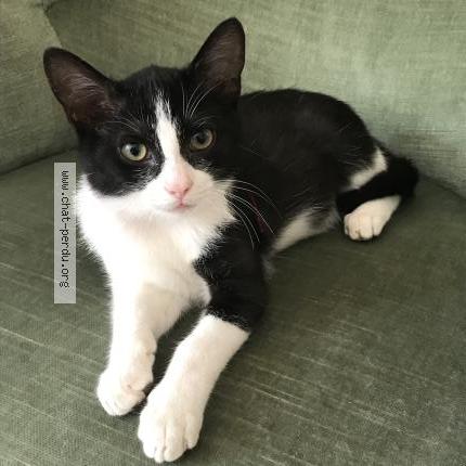 Foto 1/1 Zéphyr Chat perdido en Rochecorbon