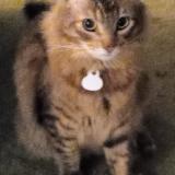 Foto del gato perdido en Costa Mesa