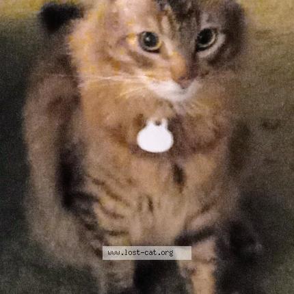 Foto 1/1 Ziggy Chat perdido en Costa mesa