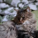 Foto del gato perdido en Roubaix