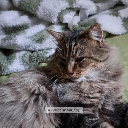 Foto 1/1 Zyggy Chat perdido en Roubaix