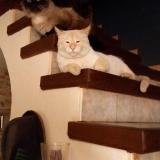 Foto del gato perdido en Fougax Et Barineuf