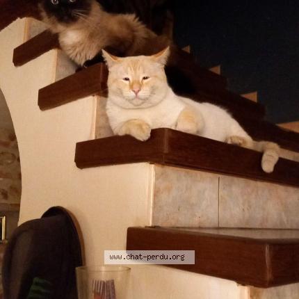 Foto 1/1 Chambala Chat perdido en Fougax et barineuf