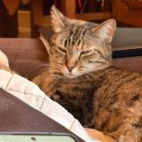 Foto de un gato reunido en Sainte Marie