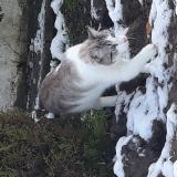 Foto del gato perdido en St Jean Le Blanc
