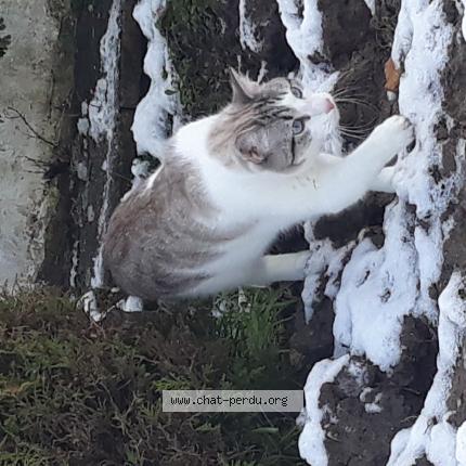 Foto 1/1 Merlin Chat perdido en St jean le blanc