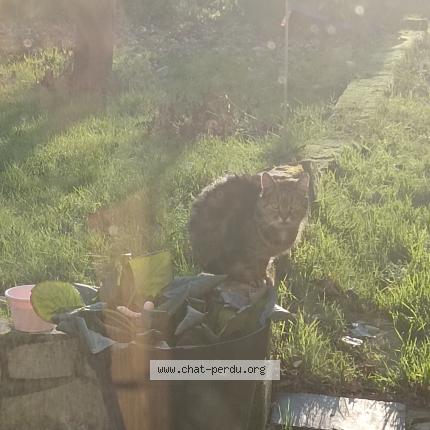 Foto 1/2 Gato encontrado Encontrado en Blainville sur orne