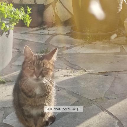 Foto 2/2 Gato encontrado Encontrado en Blainville sur orne