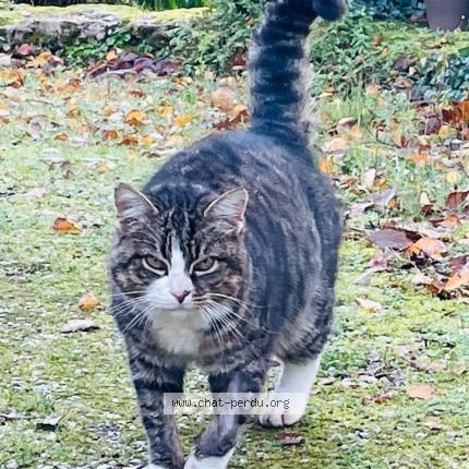 Foto 1/1 Gato encontrado Encontrado en Chantonnay