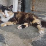 Foto del gato perdido en Valence