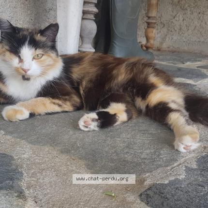 Foto 1/1 Cassiopée Chat perdido en Valence
