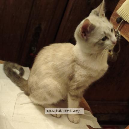 Foto 1/1 Bambi Chat perdido en Breuillet