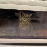 Foto del gato perdido en Saint Xandre